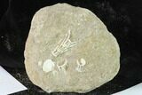 Cretaceous Fossil Fish Vertebrae In Rock - Morocco #133839-1